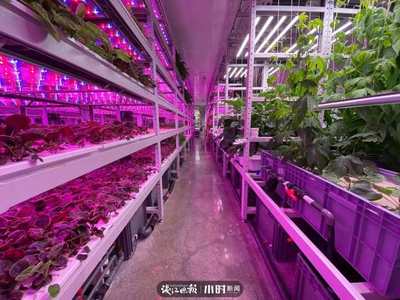 航天蔬菜杭州有同款，揭秘神奇植物工廠 人造陽光空氣，全程無農藥的綠色革命